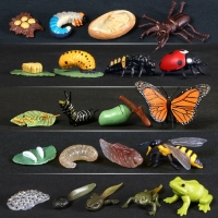Butterfly Growth Cycle Bee Ladybug Spider Life Cycle Models Simulation Animal Model Action Figures Teaching Material For Kid